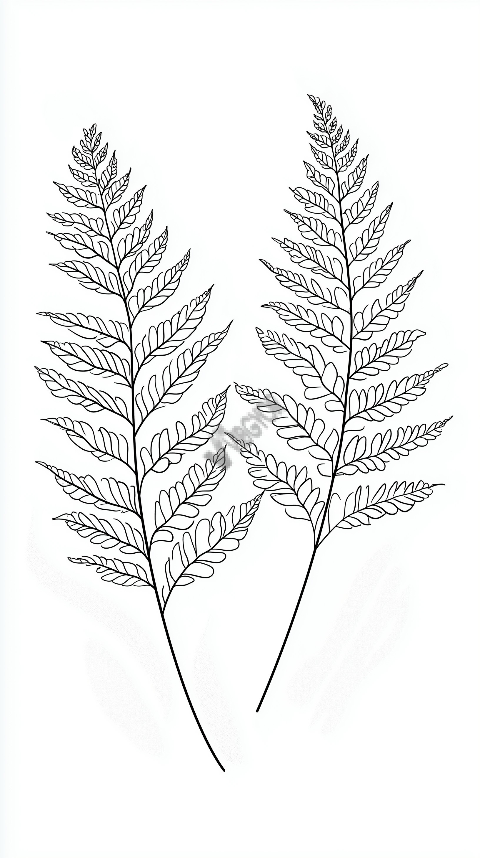 Pteridophyte