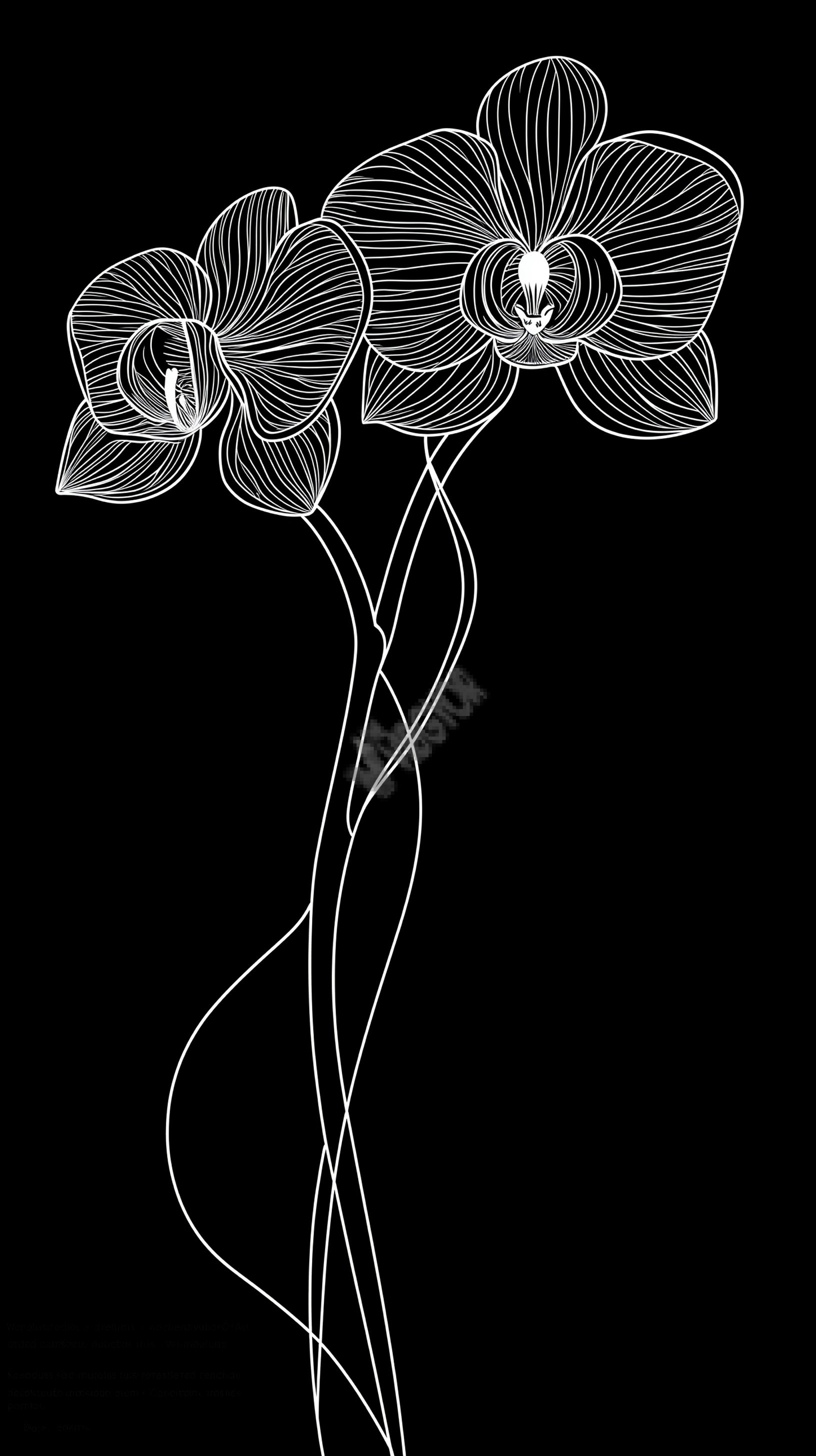 flower  illustration